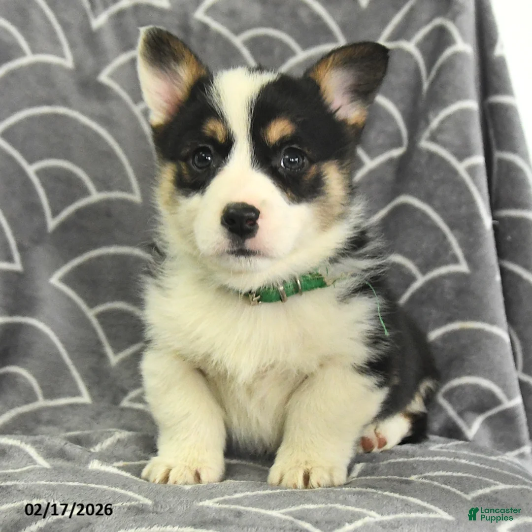 Welsh Corgi Pembroke dogs for sale: Klondike - Ad 4