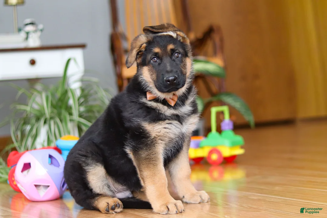 German Shepherd dogs for sale: Benson - Ad 5