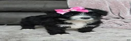 Mini Bernedoodle dogs for sale: Mini Wanda - Ad 14