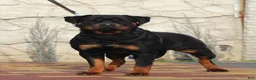 Rottweiler dogs for sale: Rocky - Ad 5