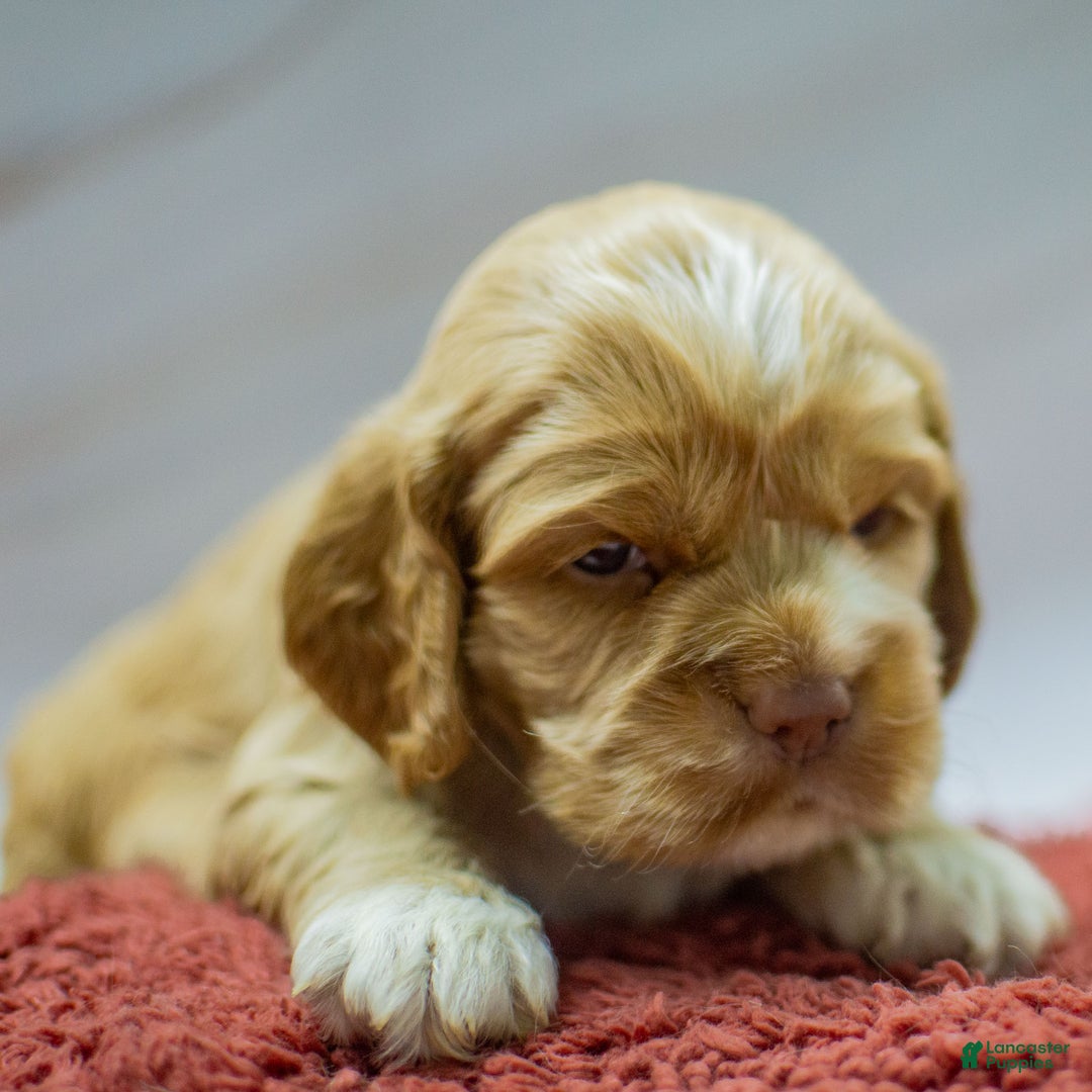Cocker Spaniel dogs for sale: Neeko - Ad 3
