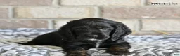 Cocker Spaniel dogs for sale: Sweetie  - Ad 4