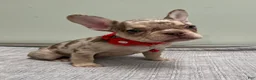 French Bulldog dogs for sale: Shelly - Ad 4