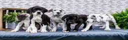 Great Dane dogs for sale: Kelsey - Ad 18