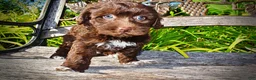 Havapoo dogs for sale: Cookie - Ad 7