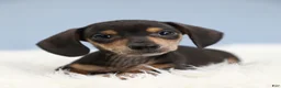 Miniature Dachshund dogs for sale: Jett ⚽️ - Ad 2