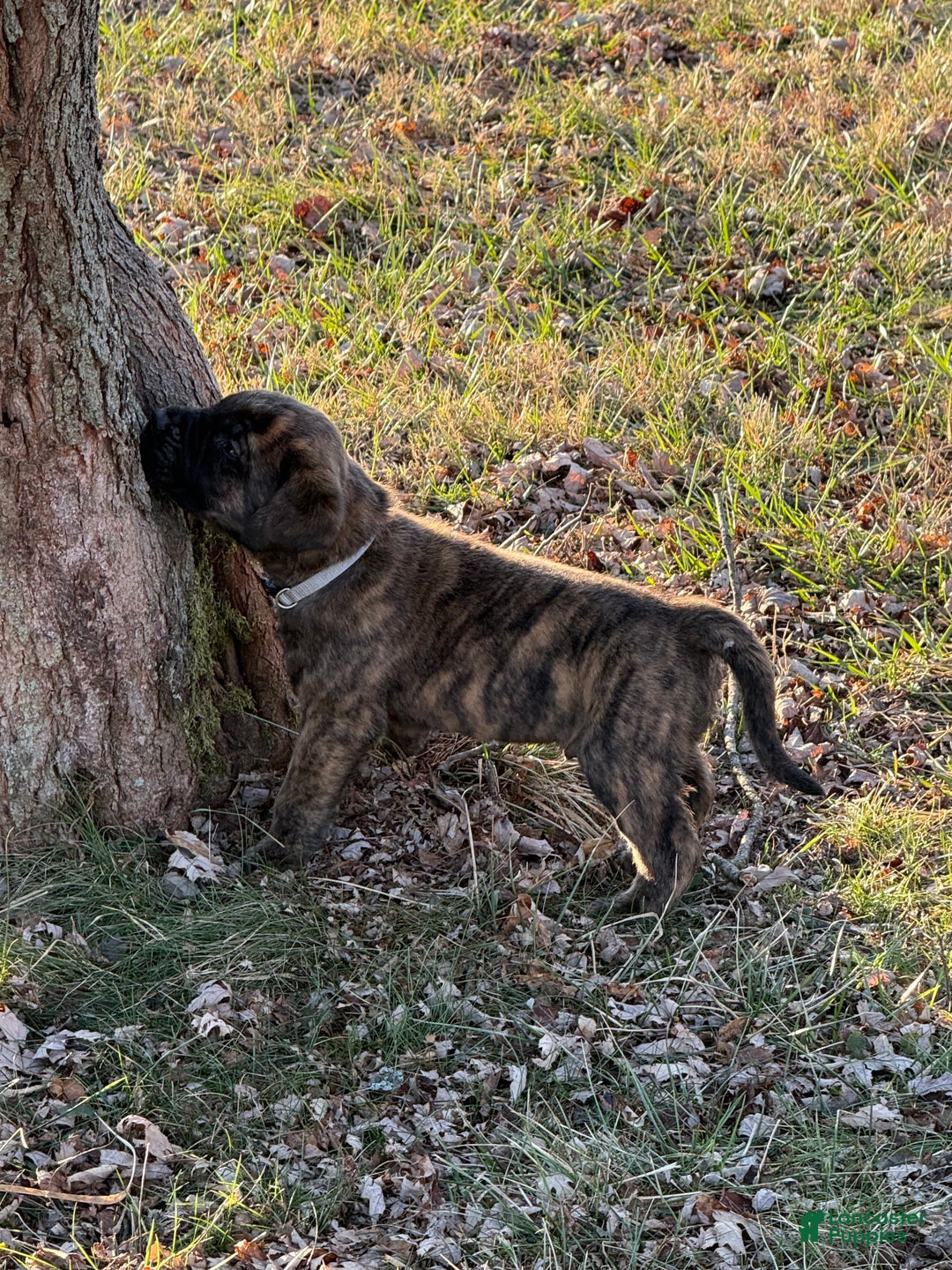 English Mastiff dogs for sale: English Mastiff Puppy “Purple” - Ad 11