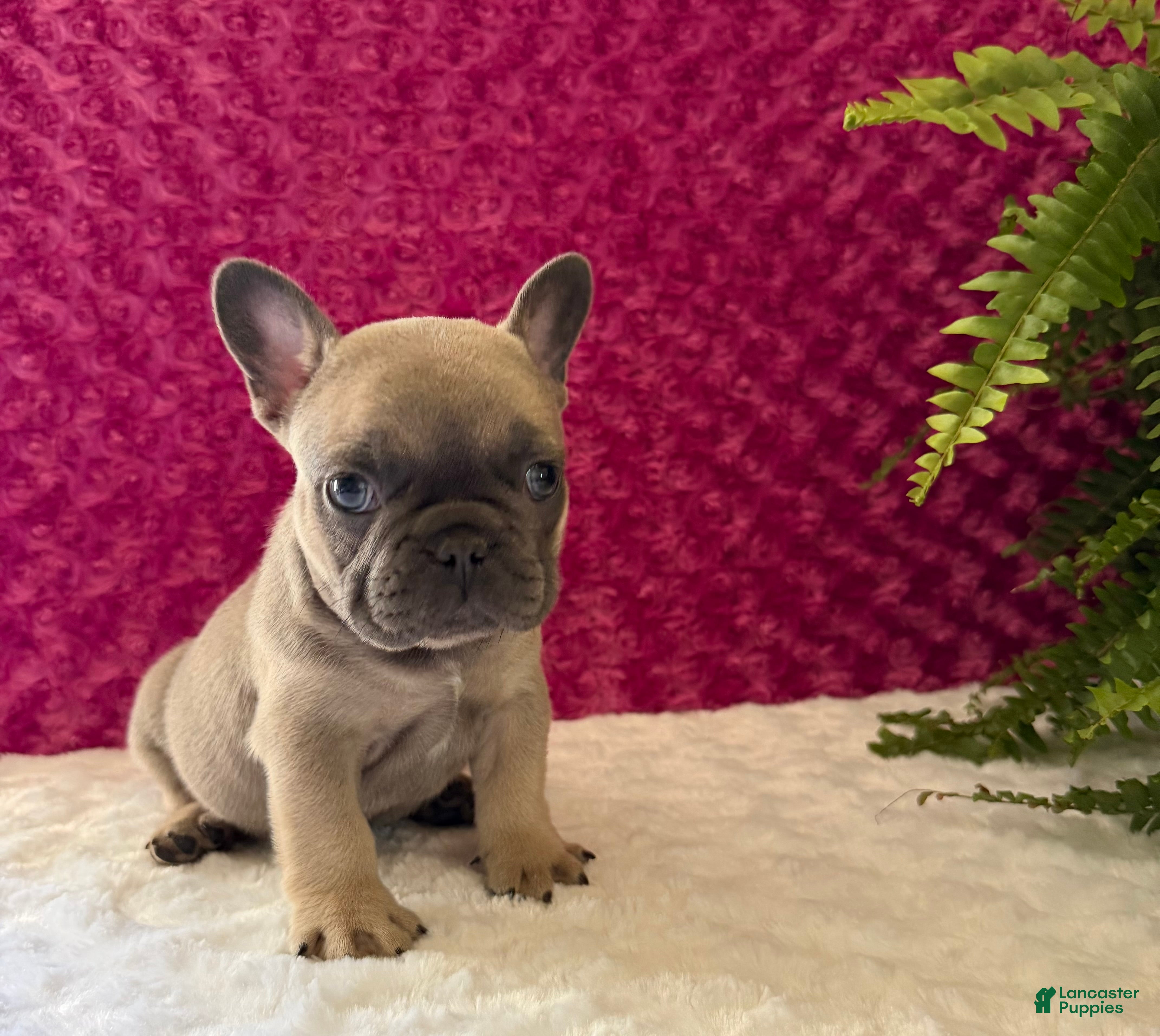 French Bulldog dogs Smokey - Ad 2