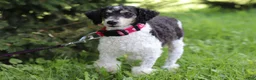 Cavapoo dogs for sale: Jessica - Ad 7
