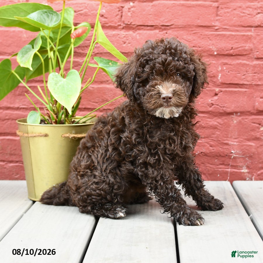 Toy Poodle dogs Jeremy - Ad 2