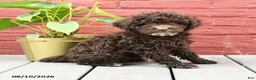 Toy Poodle dogs for sale: Jeremy - Ad 2