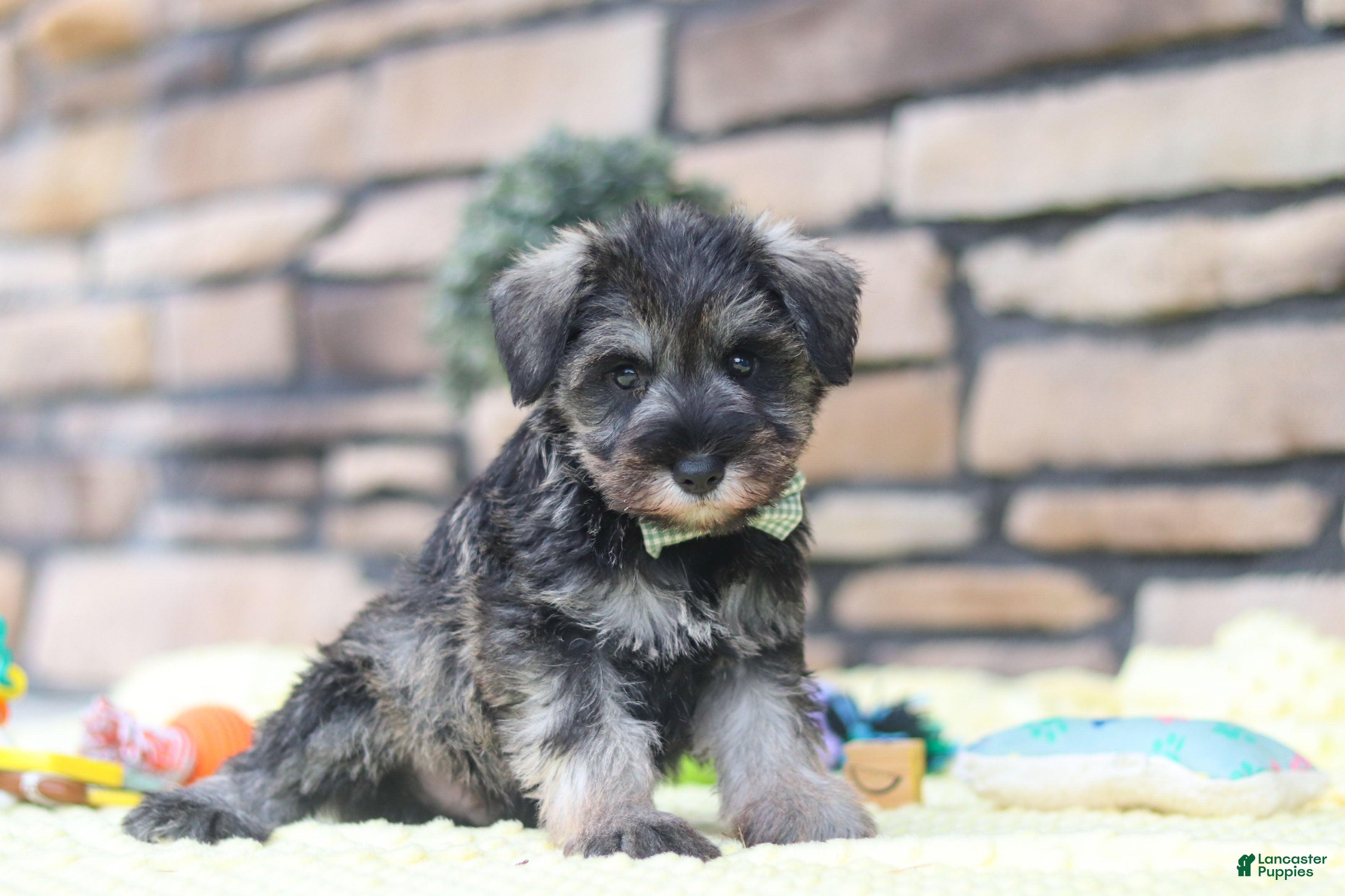 Miniature Schnauzer dogs Harley - Ad 2