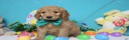 Goldendoodle dogs for sale: Dew - Ad 5