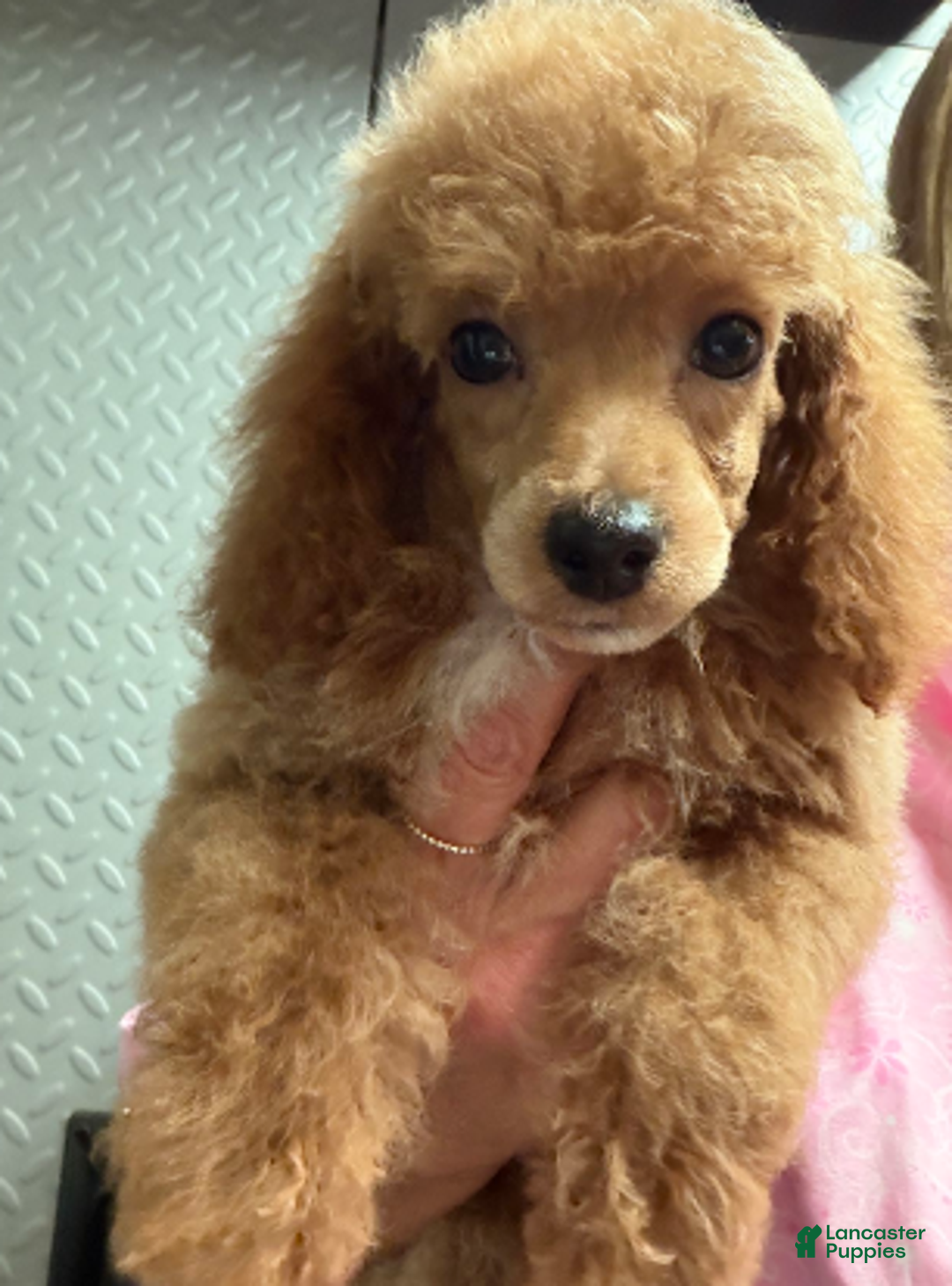 Miniature Poodle dogs for sale: Aurora girl - Ad 1