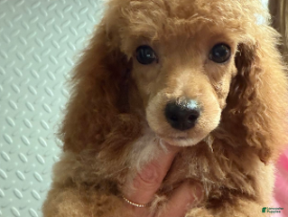 Miniature Poodle dogs Aurora girl - Ad 18