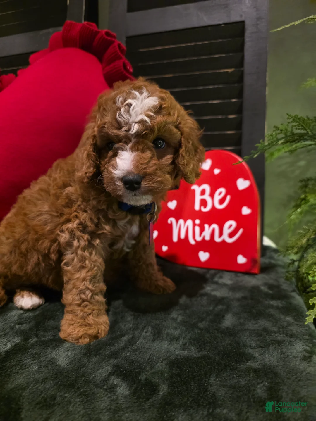 Mini Bernedoodle dogs for sale: Bluey  - Ad 7