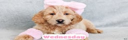 Goldendoodle dogs for sale: Wednesday - Ad 4