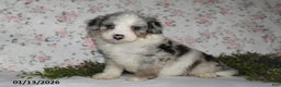 Mini Aussiedoodle dogs for sale: Amber - Ad 4