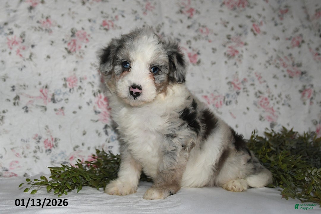 Mini Aussiedoodle dogs for sale: Amber - Ad 4