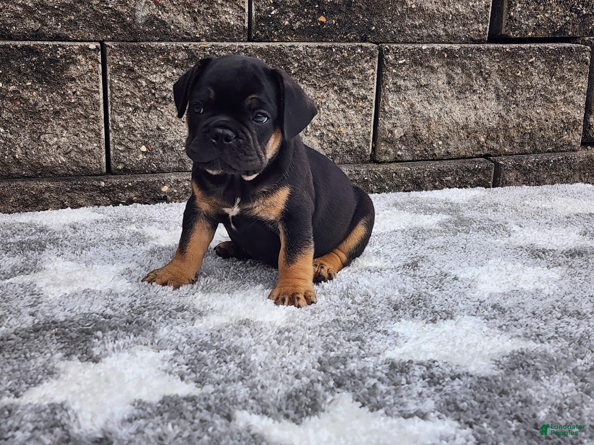 French Bulldog dogs Logan - Ad 33
