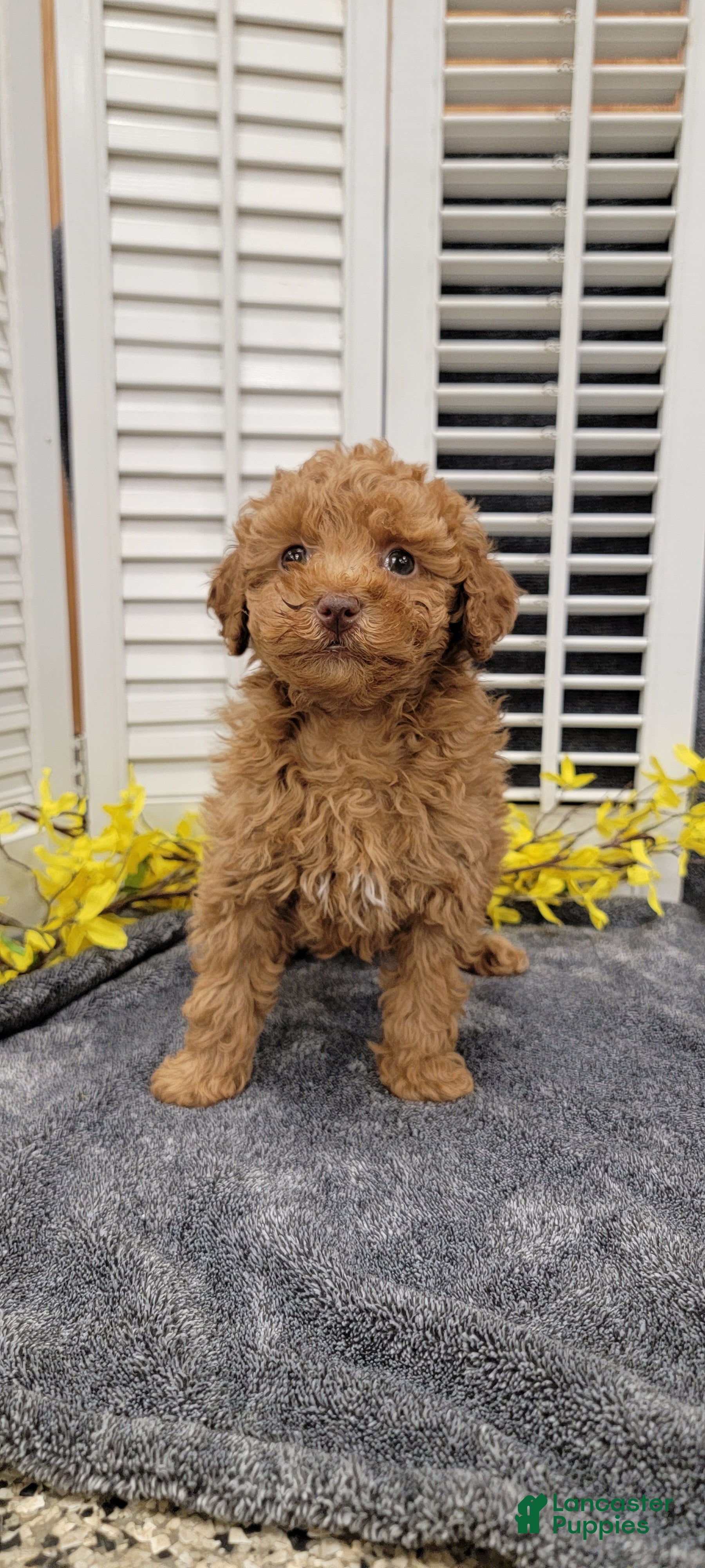 Miniature Poodle dogs Leom - Ad 2