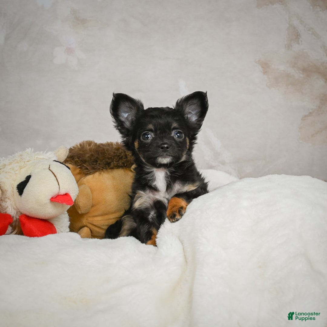 Chihuahua dogs for sale: Little Tom - Ad 7