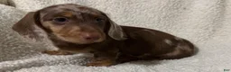 Miniature Dachshund dogs for sale: MERLEY GIRL - Ad 5