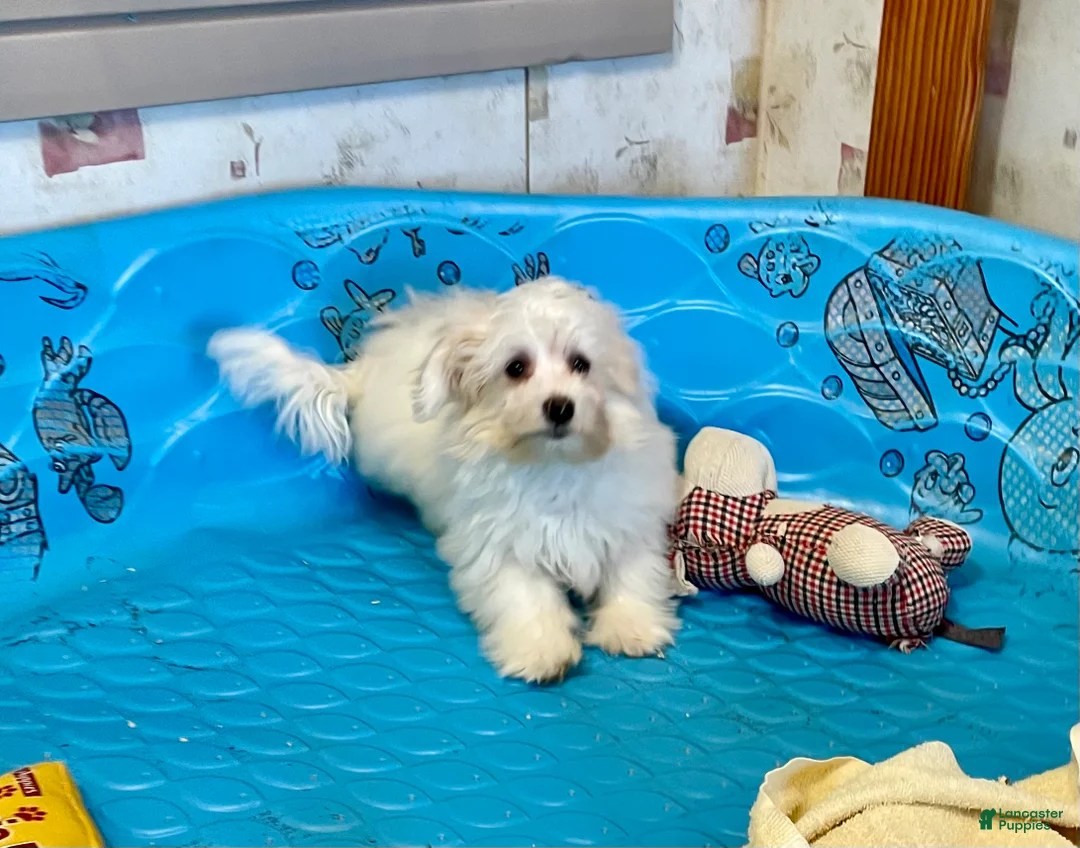 Mixed Breed dogs for sale: Sissy - Ad 3