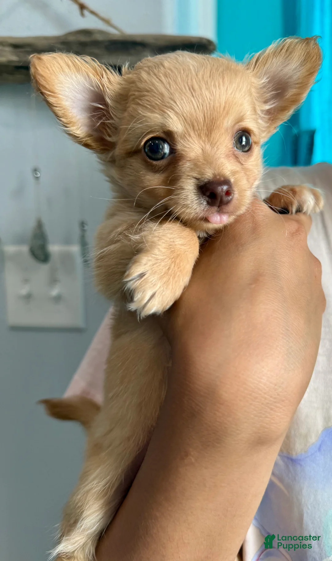 Chihuahua dogs for sale: Ozzy long hair - Ad 3