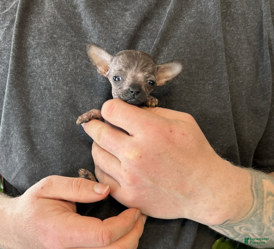 Mixed Breed dogs for sale: Mini Mouse  - Ad 5