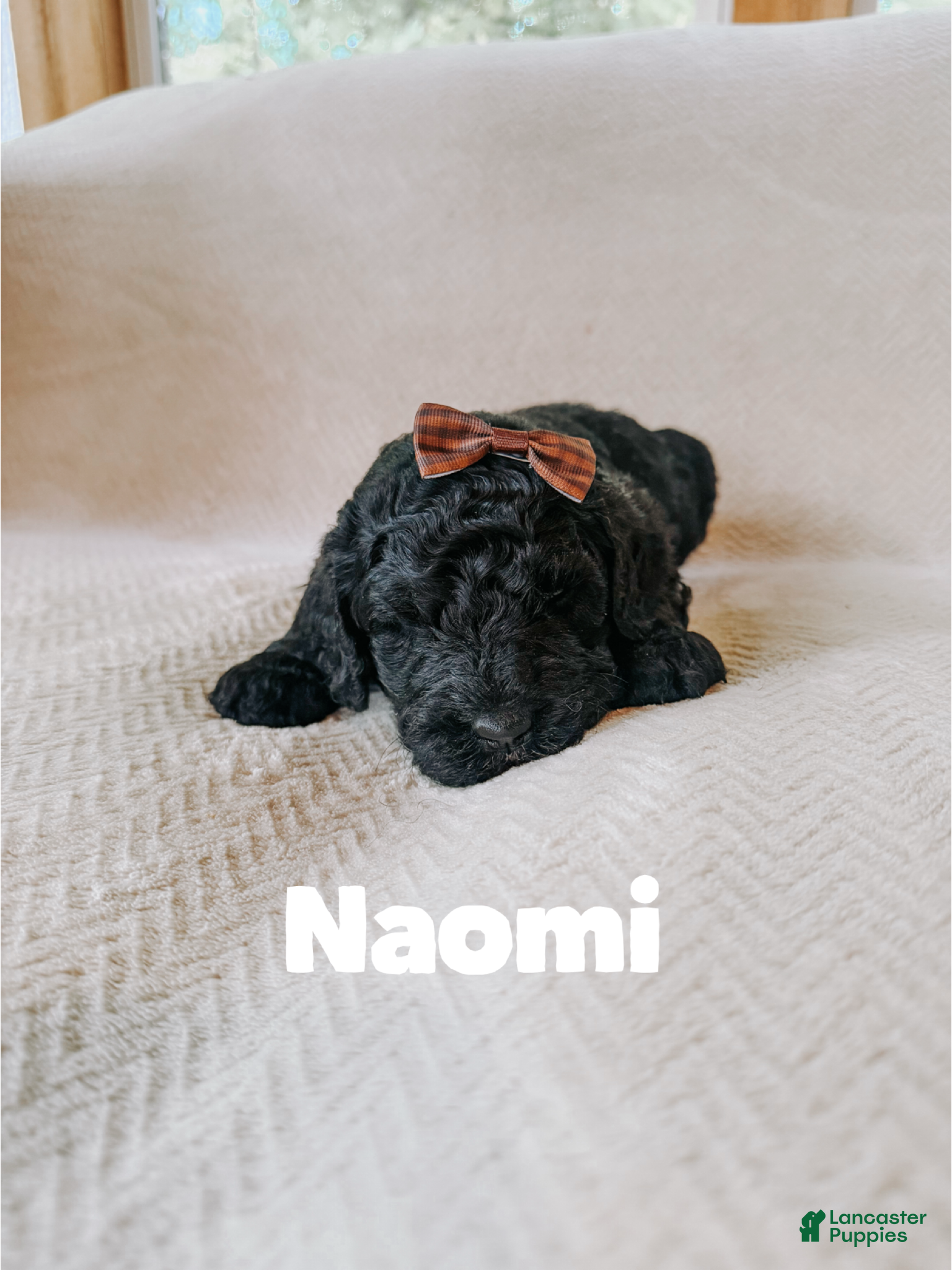 Saint Berdoodles dogs for sale: Naomi  - Ad 15