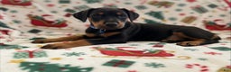 Doberman Pinscher dogs for sale: Bruno - Ad 3