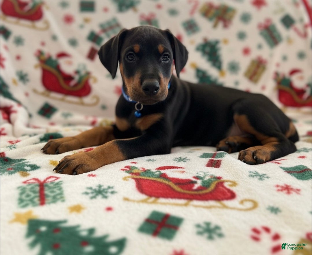 Doberman Pinscher dogs for sale: Bruno - Ad 3