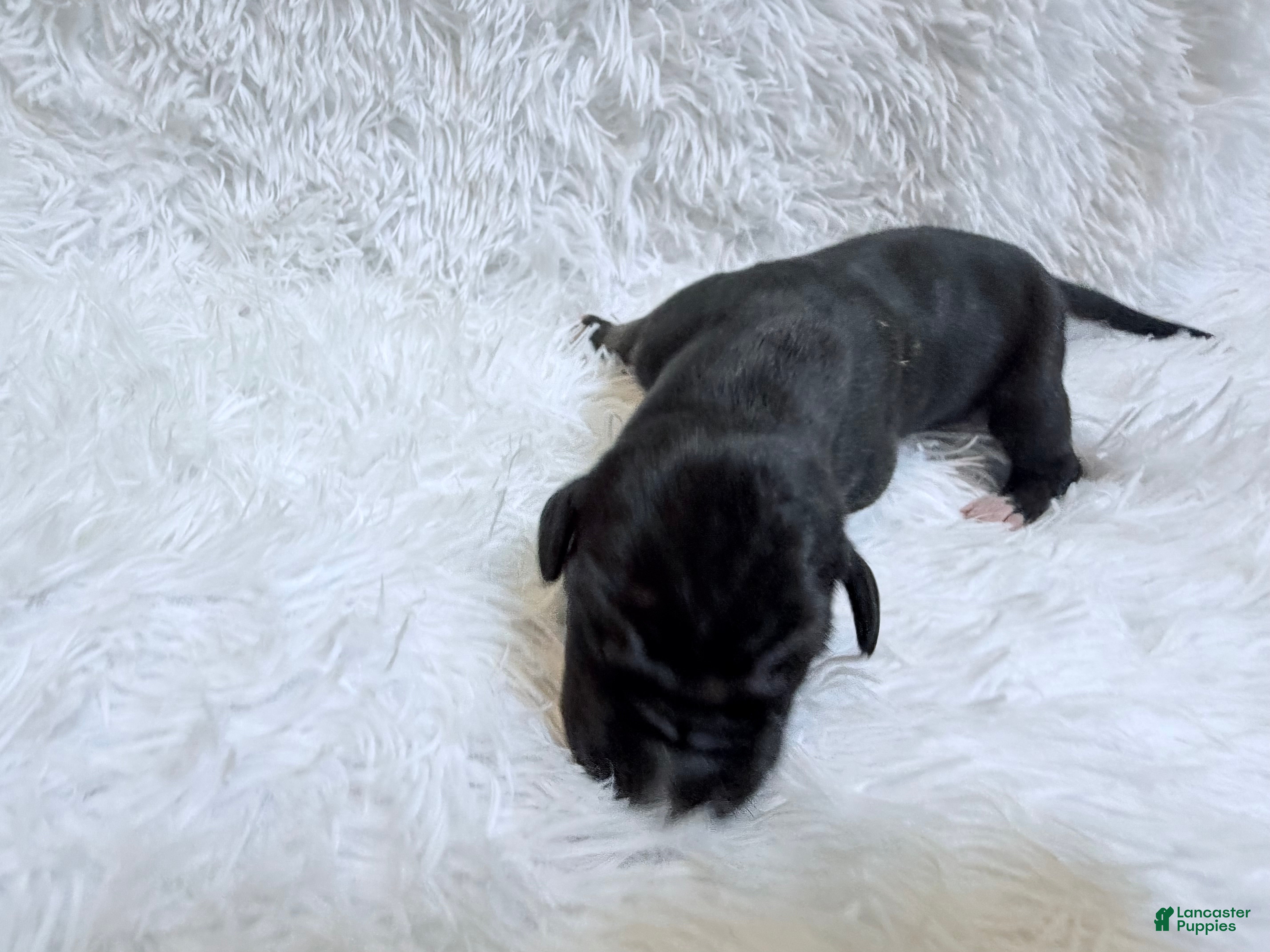 Great Dane dogs Java - Ad 1
