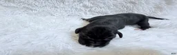 Great Dane dogs for sale: Java - Ad 1