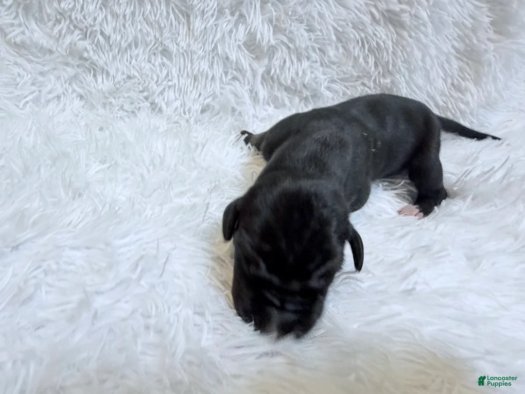 Great Dane dogs for sale: Java - Ad 1