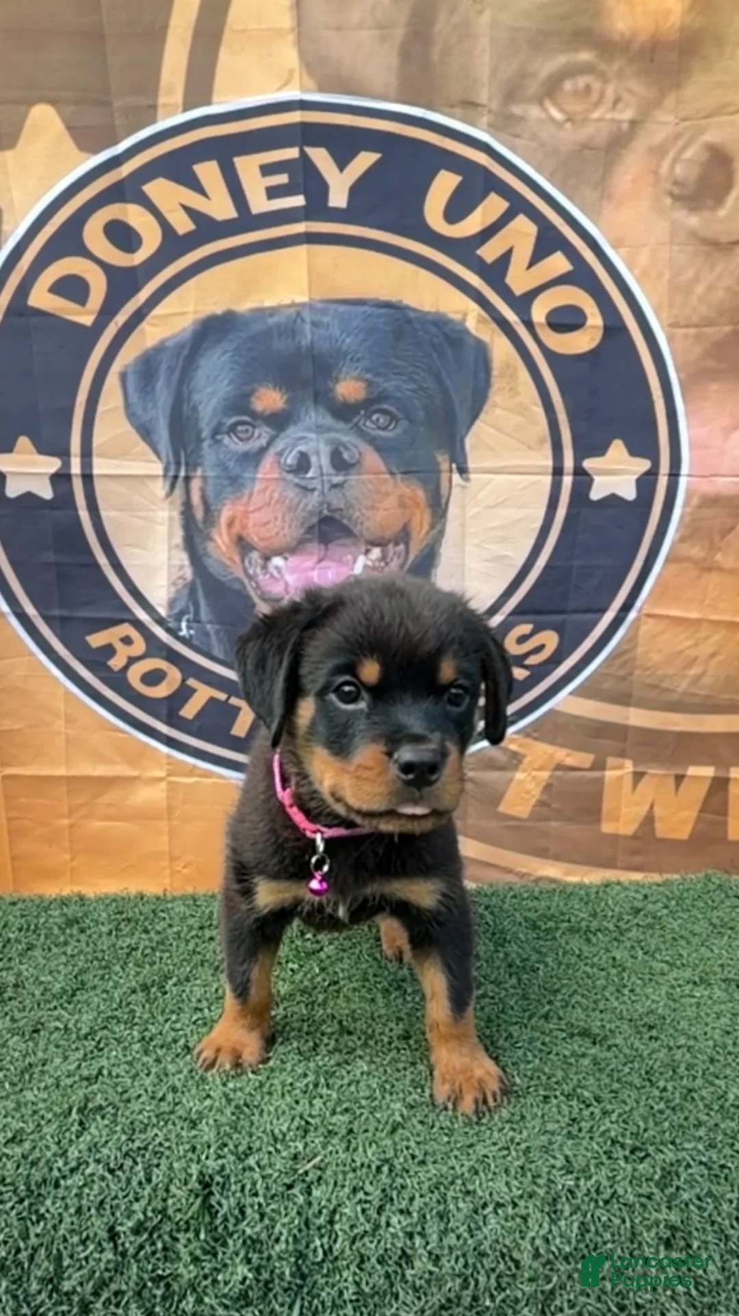 Rottweiler dogs for sale: Layla  - Ad 2