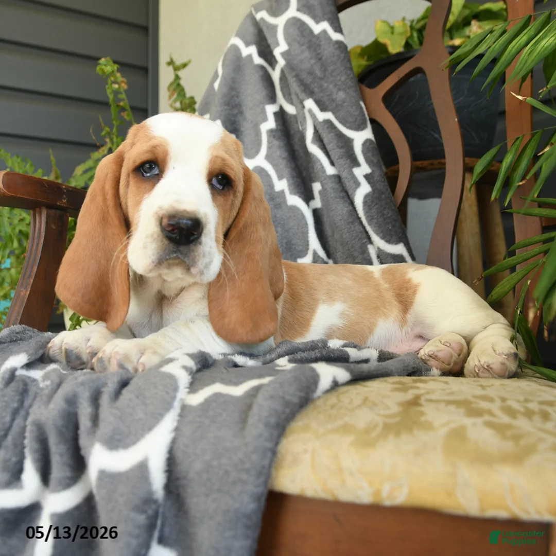 Basset Hound dogs for sale: Francis - Ad 2