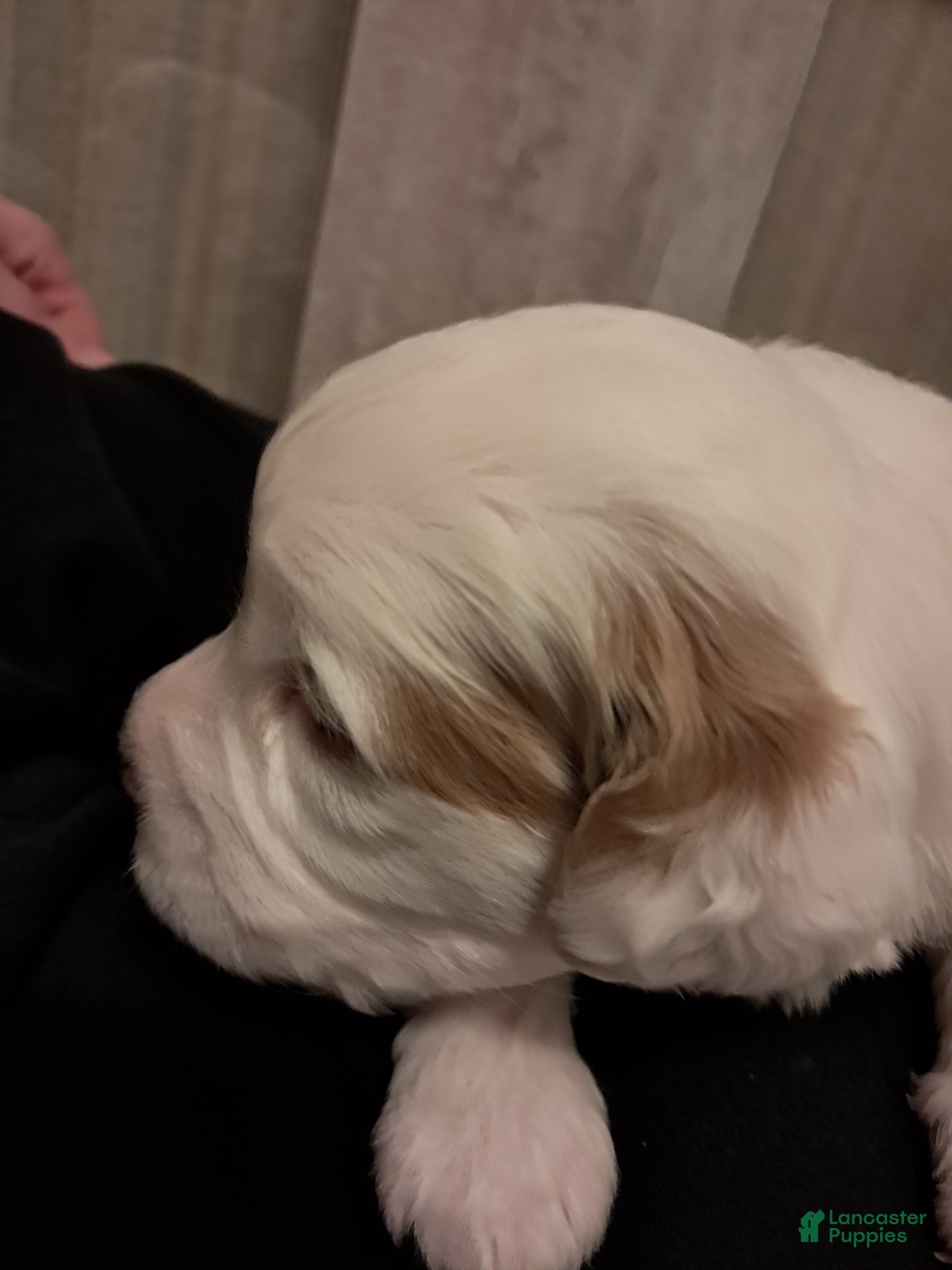 Double Doodle dogs Millie - Ad 2