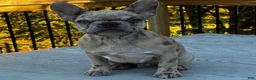 French Bulldog dogs for sale: Armani aka chubs - Ad 4