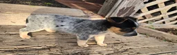 Australian Cattle Dog dogs for sale: Bluey - Ad 3