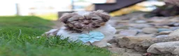 Shih Tzu dogs for sale: River - Ad 5