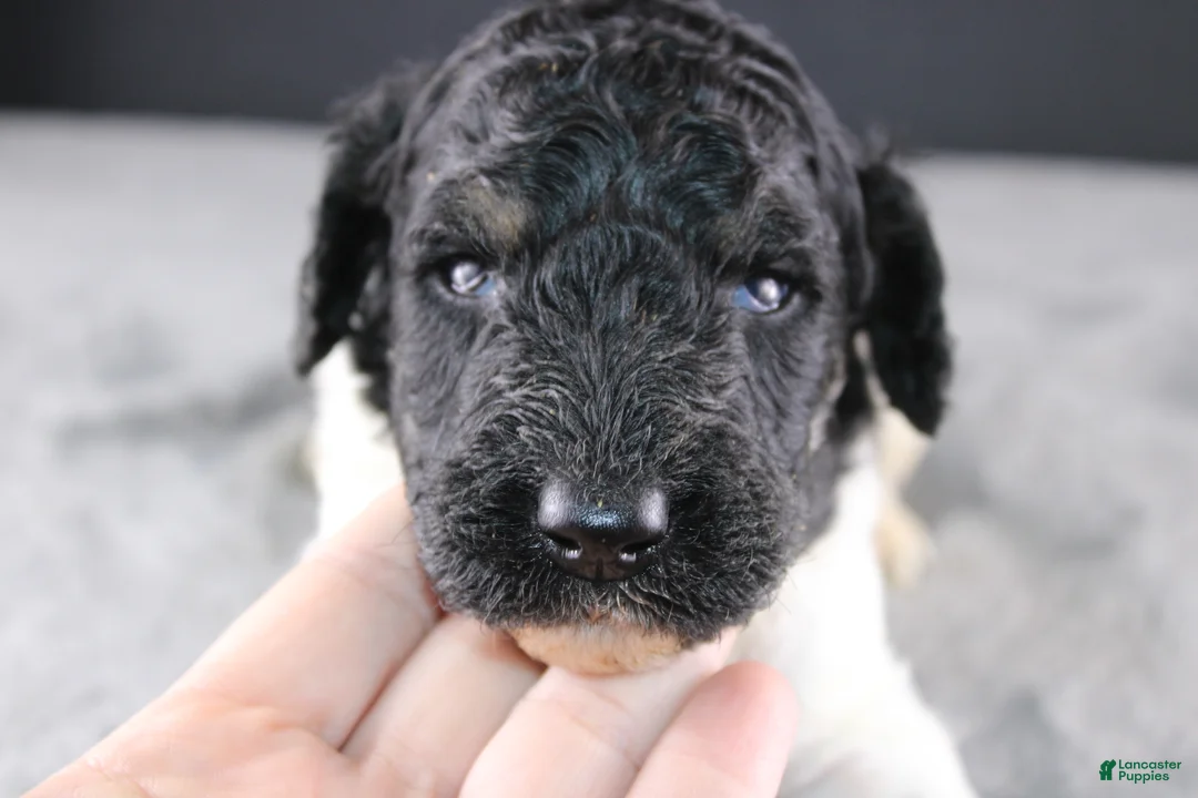 Standard Poodle dogs for sale: Willie N - Ad 2