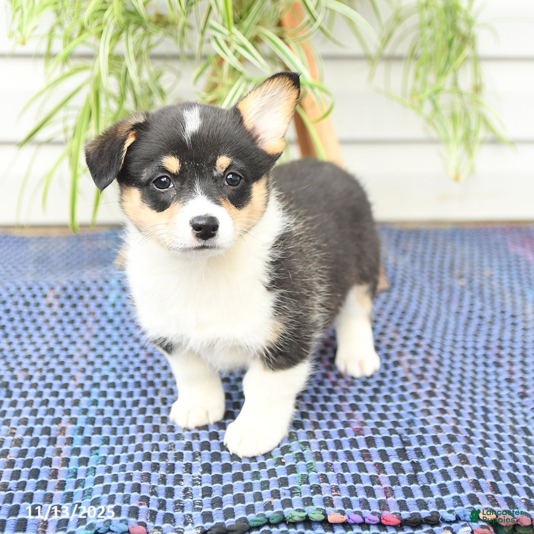Welsh Corgi Pembroke dogs for sale: Sherri - Ad 6