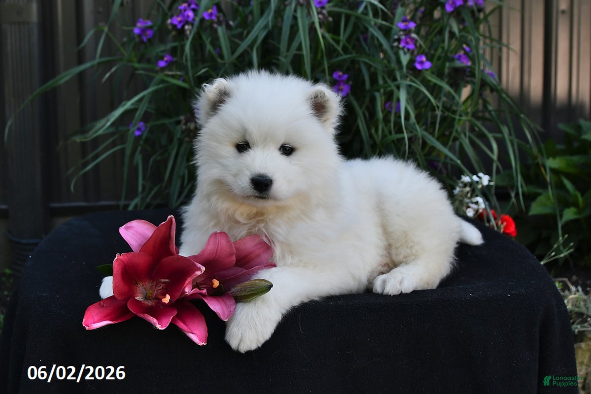 Samoyed dogs for sale: Cream Puff - Ad 1