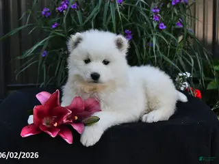 Samoyed dogs for sale: Cream Puff - Ad 2