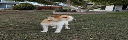 Jack Russell Terrier dogs for sale: Jack Russell Terrier  - Ad 3