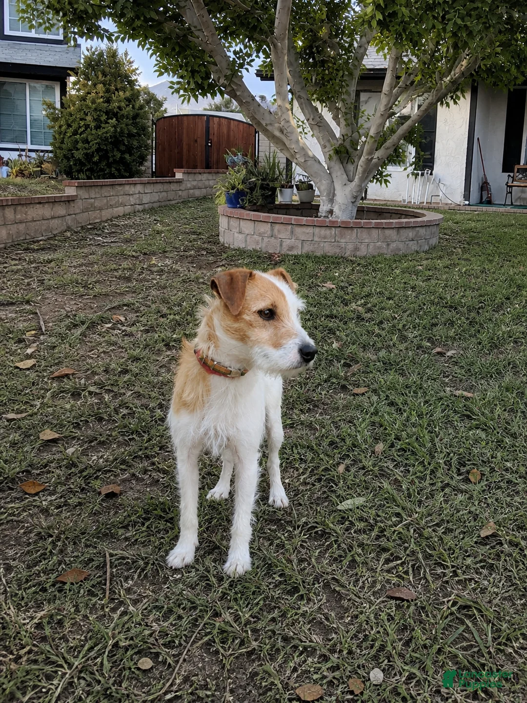 Jack Russell Terrier dogs for sale: Jack Russell Terrier  - Ad 3