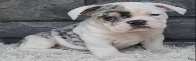 Tater