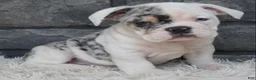 Beabull dogs for sale: Tater - Ad 1